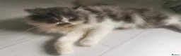 Persian cats for sale: Lovely persian cat for sale  - Advert 9