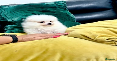 Pomeranian dogs - Advert 3