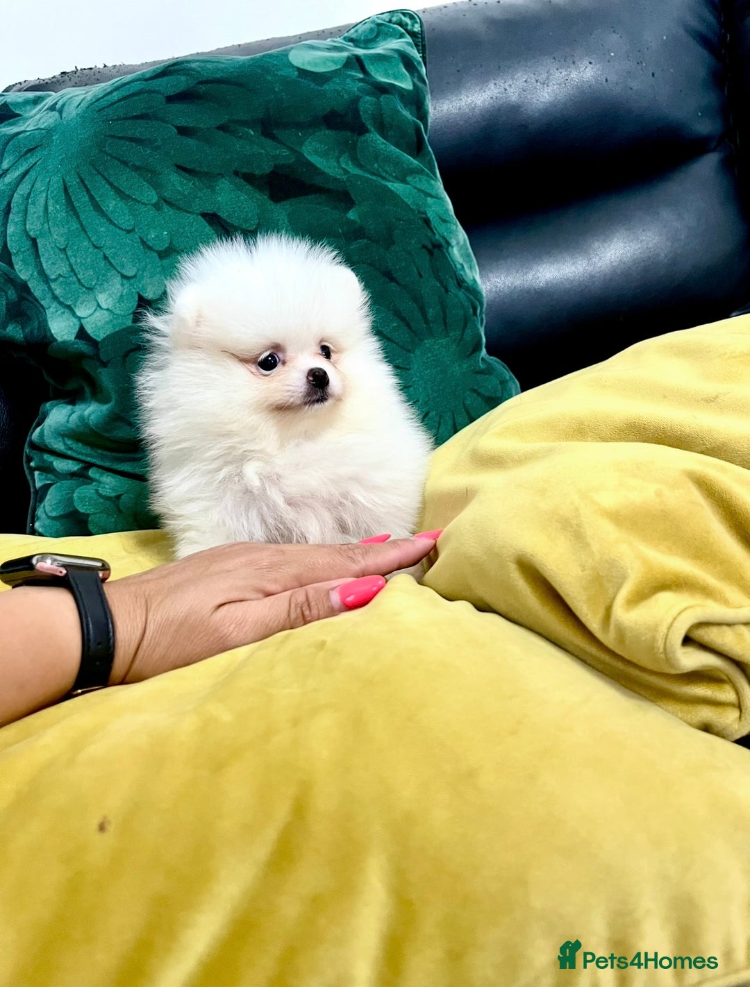 Pomeranian dogs for sale: KC Reg Show Quality Teddy Face - Image 2