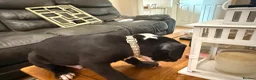 Mixed Breed dogs for sale: Beautiful puppys looking 4 forever homes  - Advert 21