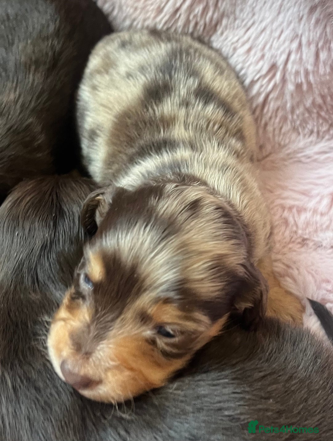 Miniature Dachshund dogs for sale: Long hair tiny kc reg dachshund babies  - Advert 12