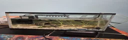 Other/Mixed Breed fish for sale: Fluvel fish tank complete set up  - Advert 19