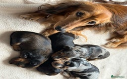 Miniature Dachshund dogs for sale: Family-Raised Miniature Long Haired Doxie Puppies - Image 2