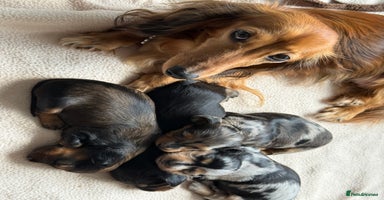 Miniature Dachshund dogs - Advert 3