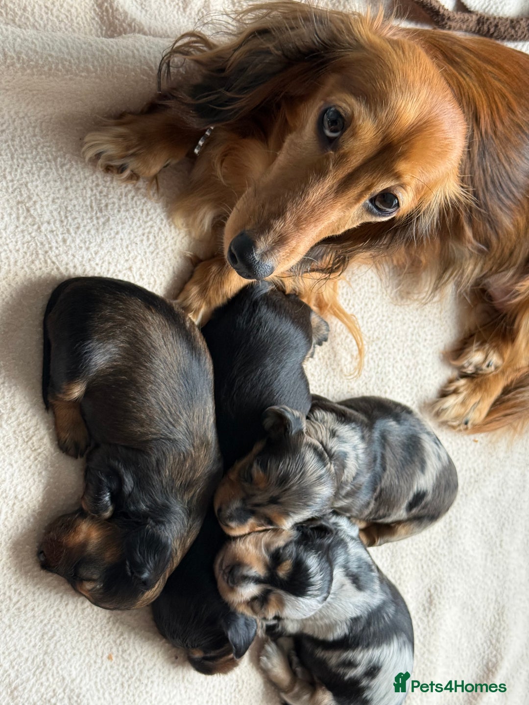 Miniature Dachshund dogs for sale: Family-Raised Miniature Long Haired Doxie Puppies - Image 2