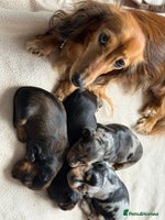 Miniature Dachshund dogs - Advert 4