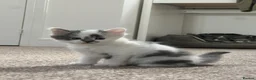 Mixed Breed cats for sale: 4 kittens  - Advert 25