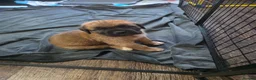 Saint Bernard dogs for sale: Saint de bordeaux puppy 1 girl 1 boy  - Advert 15