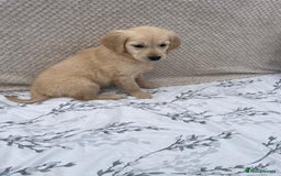 Golden Retriever dogs for sale: Golden retriever puppies  - Image 10