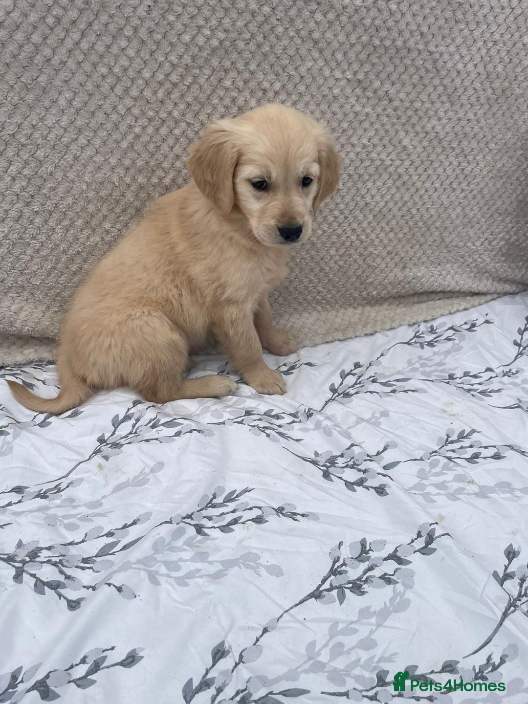 Golden Retriever dogs for sale: Golden retriever puppies  - Image 10