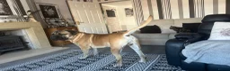 Bullmastiff dogs for stud: Bullmastiff to stud  in Immingham - Advert 7