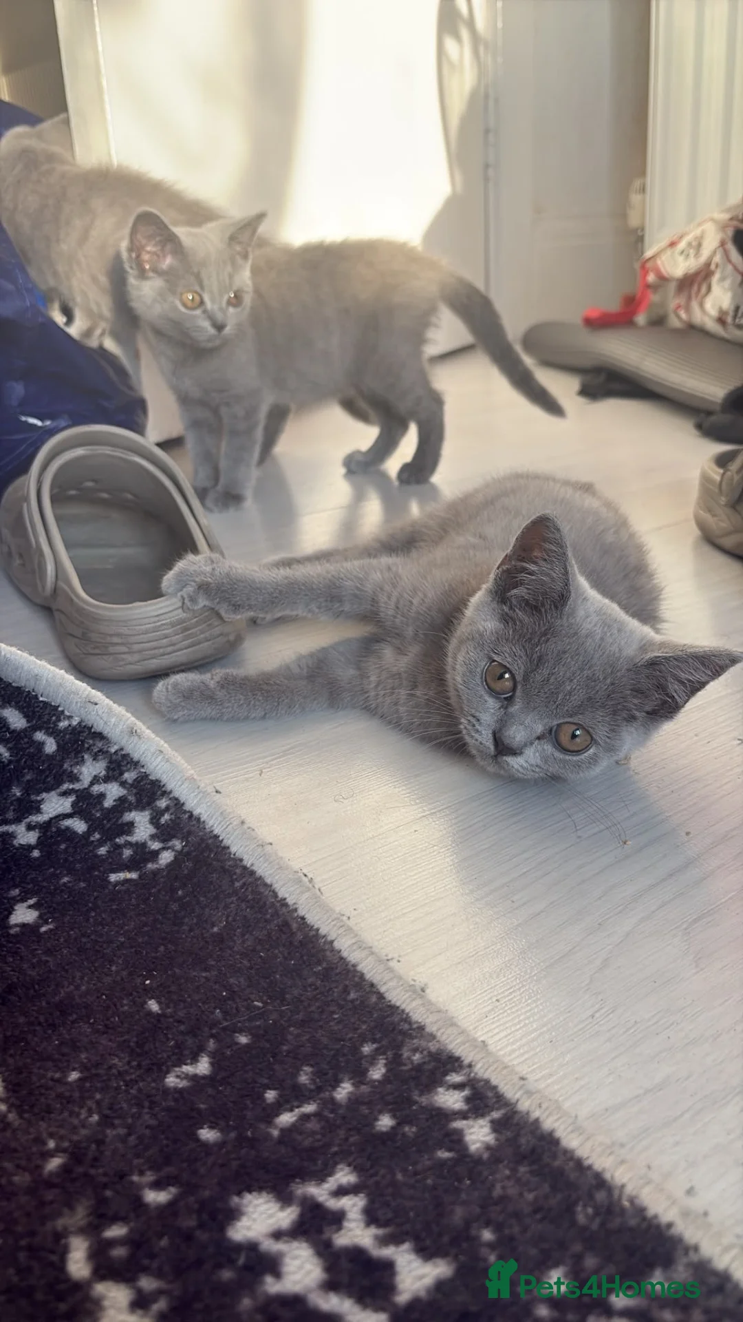 British Shorthair cats for sale: Blue Male British ShortHair  - Advert 2