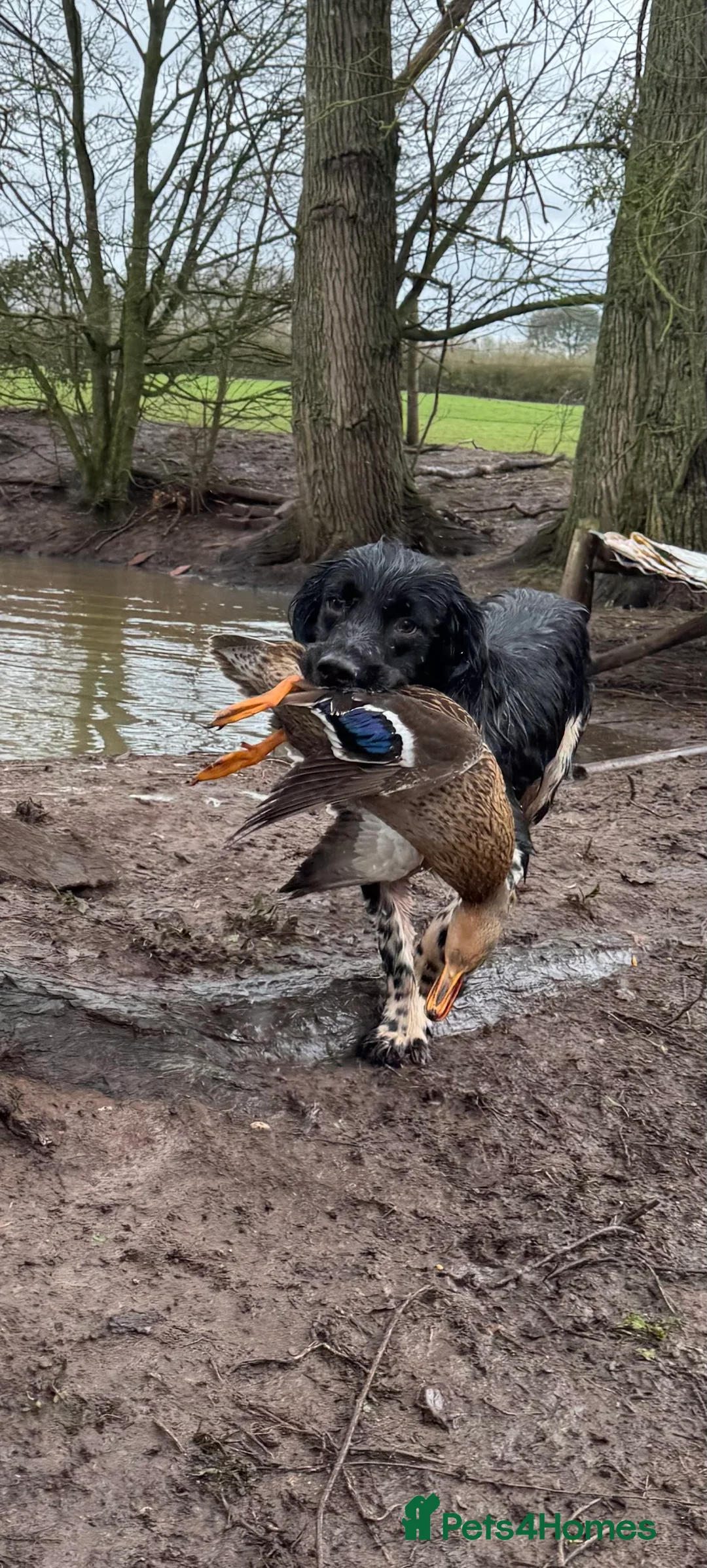 English Springer Spaniel dogs for stud: Beautiful old fashioned stamp springer stud  - Advert 2