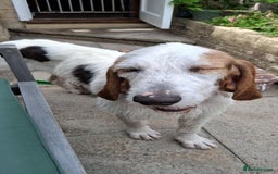 Mixed Breed dogs for adoption: Fun loving Griffon Phoenix looking for a home - Image 3