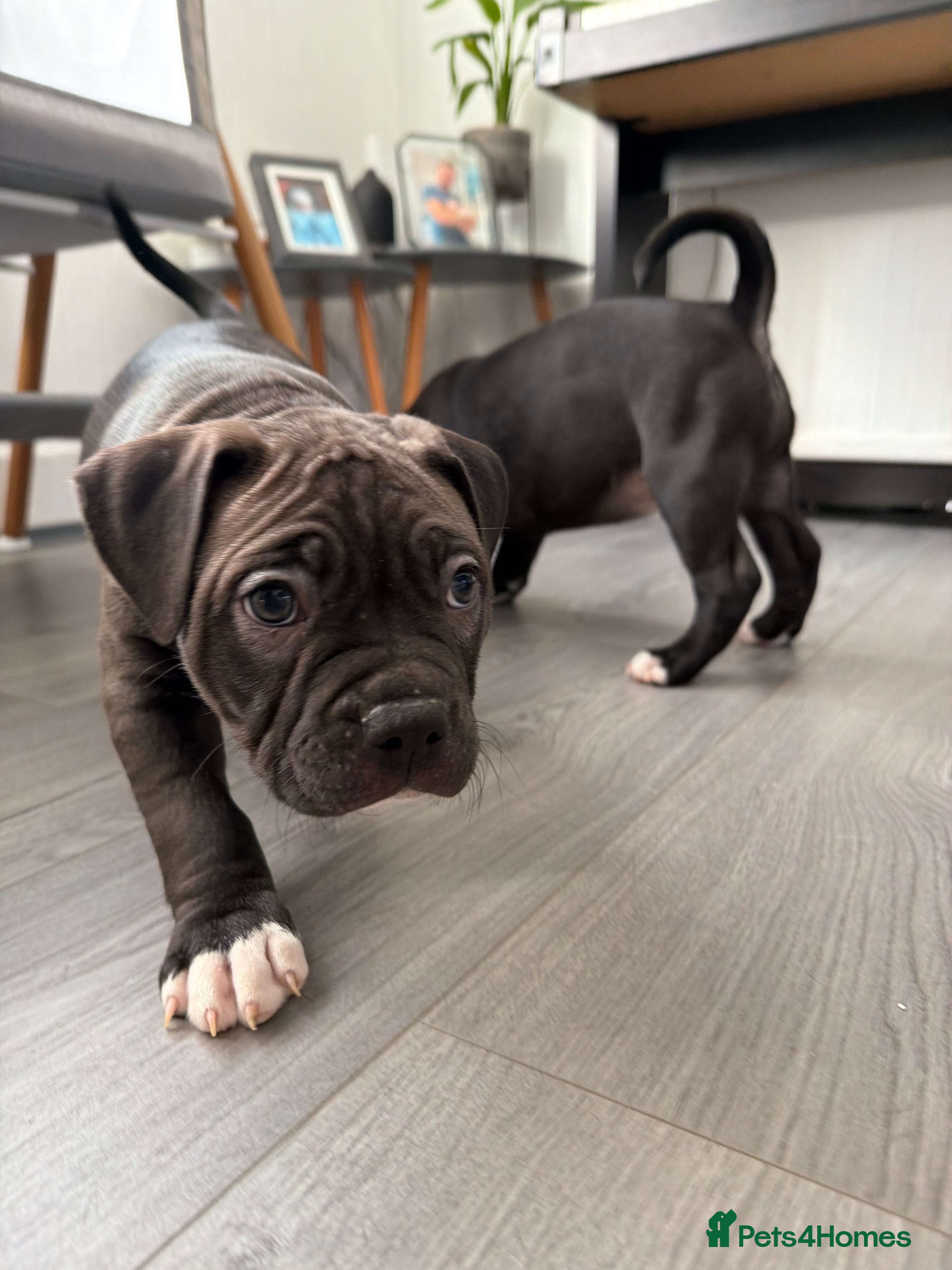 American Bully dogs Ready American Bully Classic – Only 2 Girls Left - Advert 1