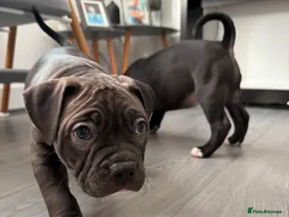 American Bully dogs Ready American Bully Classic – Only 2 Girls Left - Advert 1