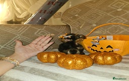 Yorkshire Terrier dogs for sale: Yorkshire terrier puppies  - Image 22