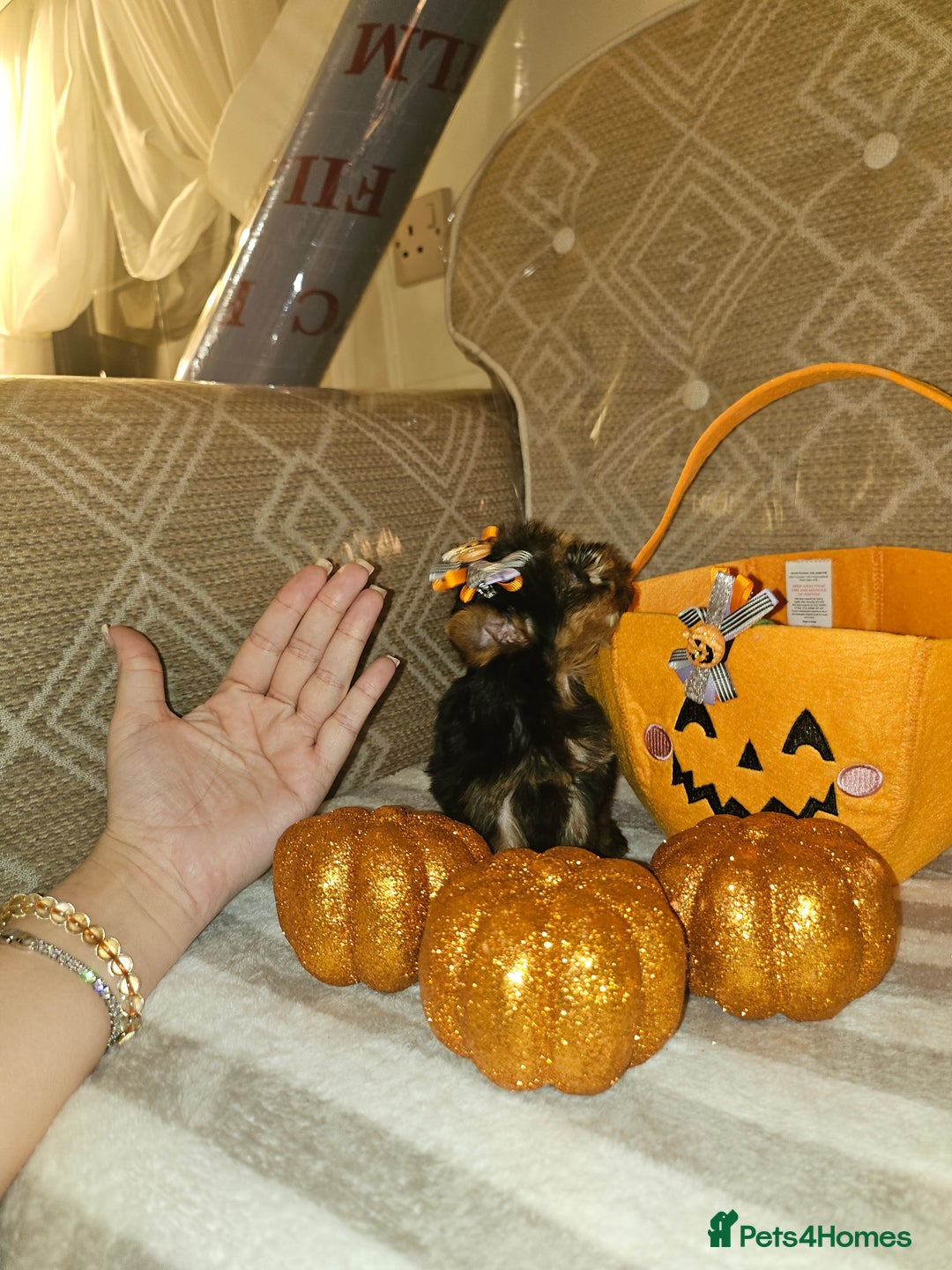 Yorkshire Terrier dogs for sale: Yorkshire terrier puppies  - Image 22