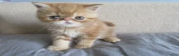 Exotic cats for sale: Lovely exotic kittens - Advert 10