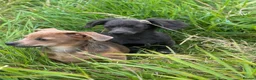 Dachshund dogs for sale: Gorgeous Dachshunds puppies  - Advert 10