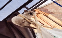 Mixed Breed cats for sale: 7 Floofy kittens looking for forever homes..  - Image 14