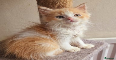 Maine Coon cats - Advert 2
