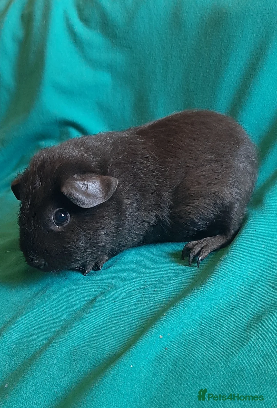 Guinea Pig rodents for sale: Guinea pig baby girls  - Advert 2