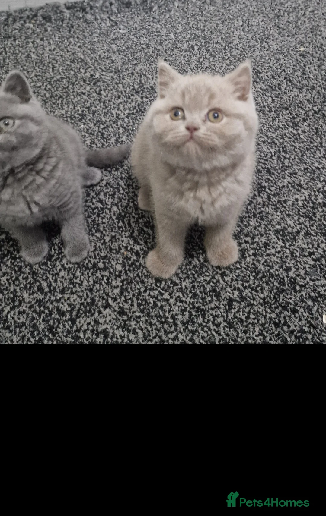 British Shorthair cats for sale: LAST ONE! Male Lilac British Shorthair For Sale! - Advert 3