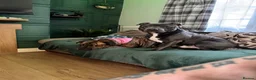 Mixed Breed dogs for sale: American Bull Staffy Puppies in Ramsgate - Advert 3
