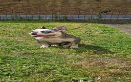 French Bulldog dogs for sale: French Bulldog Puppies for Sale Top Quality,  - Image 24