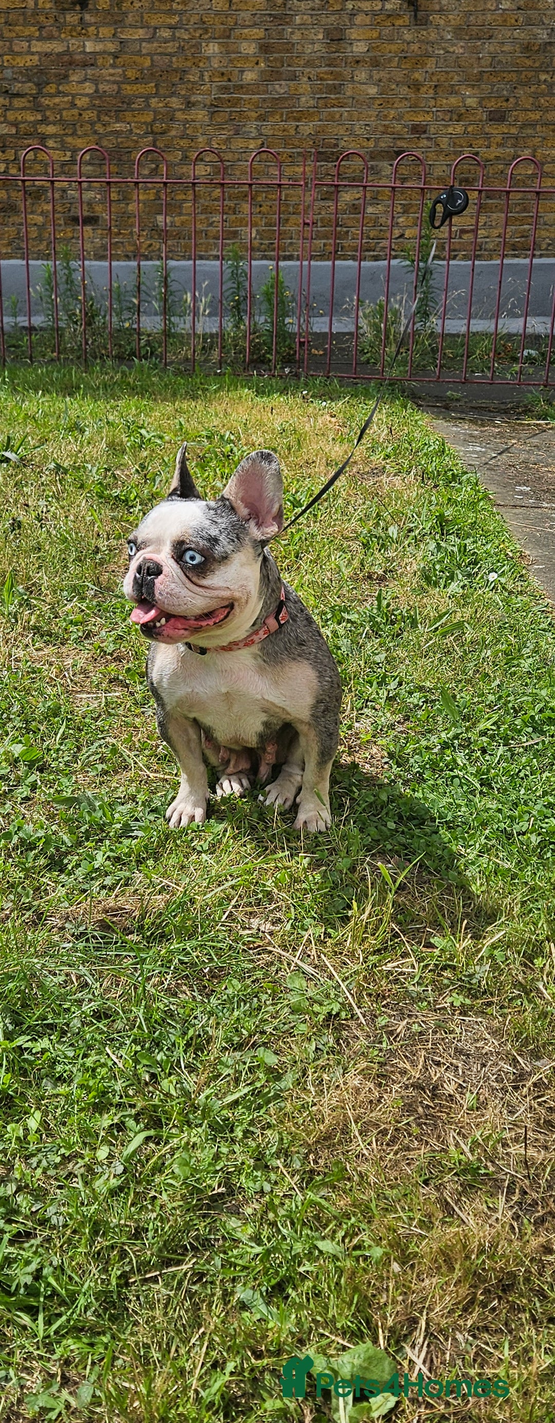 French Bulldog dogs for sale: French Bulldog Puppies for Sale Top Quality,  - Image 24