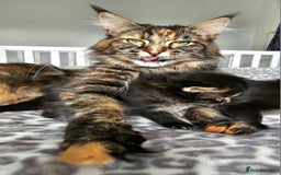 Maine Coon cats for sale:   Maine Coon kittens looking for loving homes - Image 8
