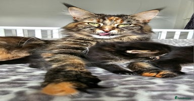 Maine Coon cats - Advert 15