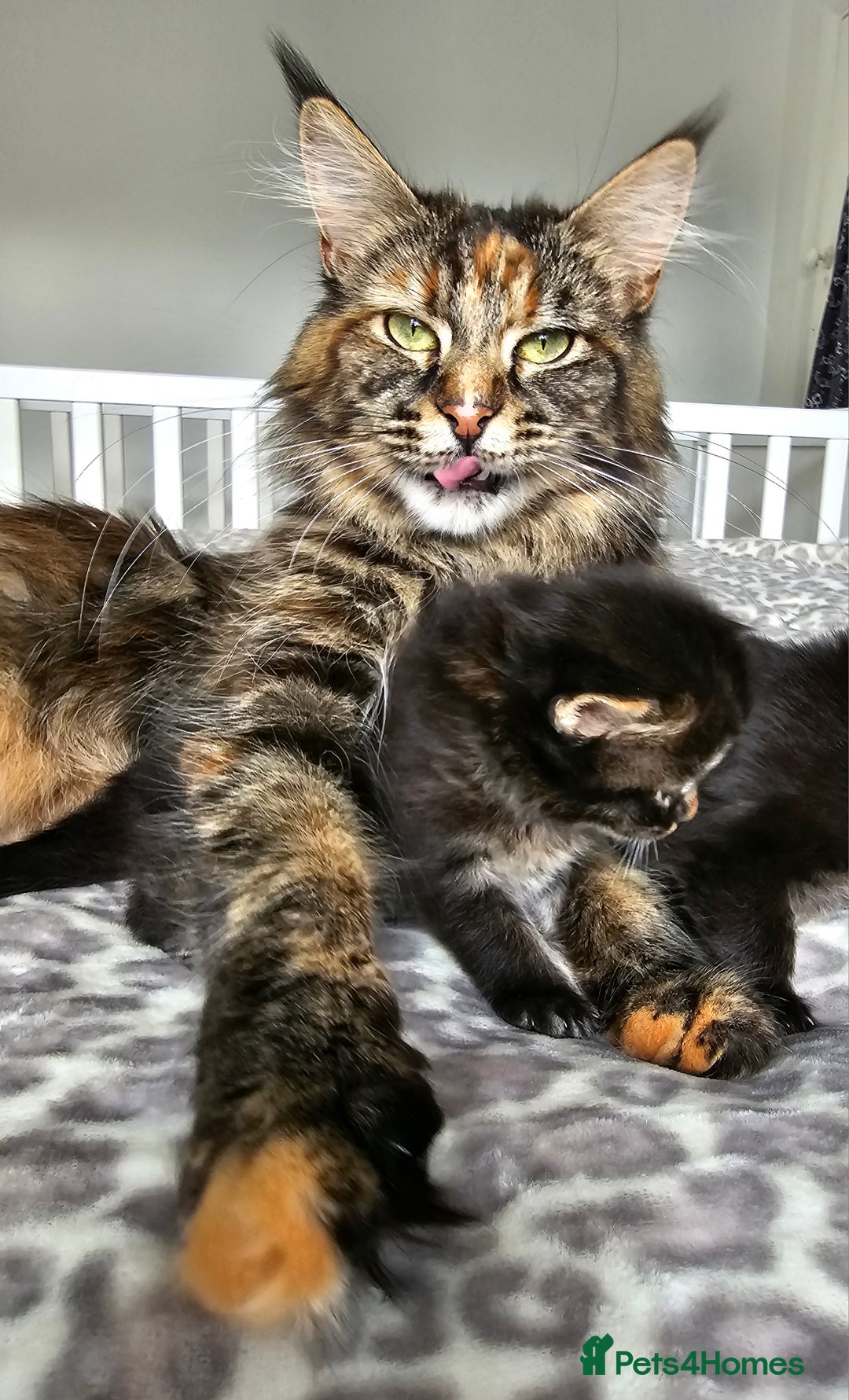 Maine Coon cats for sale:   Maine Coon kittens looking for loving homes - Image 8
