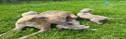 Whippet dogs for sale: Stunning KC registered whippet puppies - Advert 6