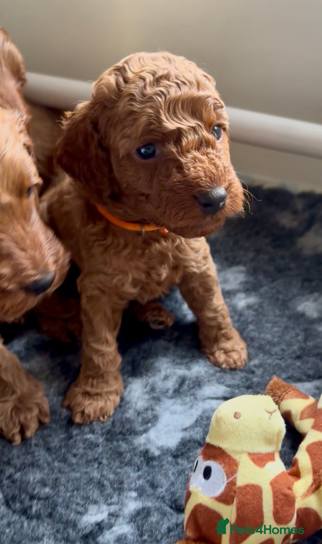 Cockapoo dogs for sale: Stunning Fox Red F1B Cockapoos only 1 girls left - Image 31