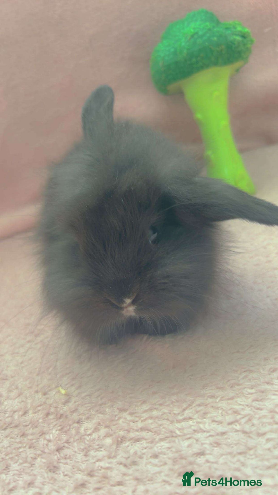 Mini Lion Lop rabbits for sale: Lion dutch lops - Image 5