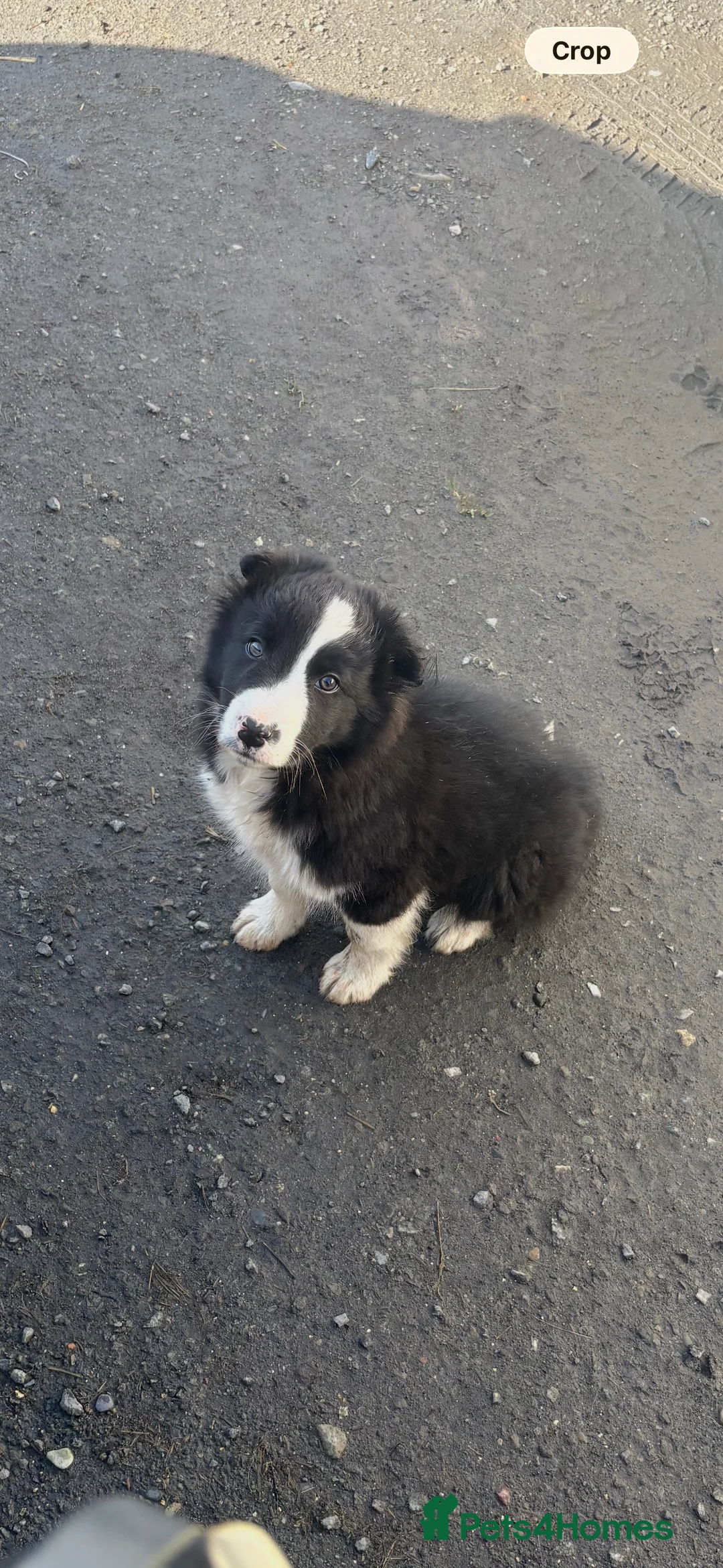 Border Collie dogs for sale: 1 beautiful male border collie puppy - Advert 1