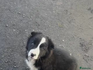Border Collie dogs 1 beautiful male border collie puppy - Advert 1