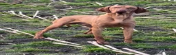 Hungarian Vizsla dogs for sale: TRUE HUNGARIAN VIZSLA PUPPIES  - Advert 2