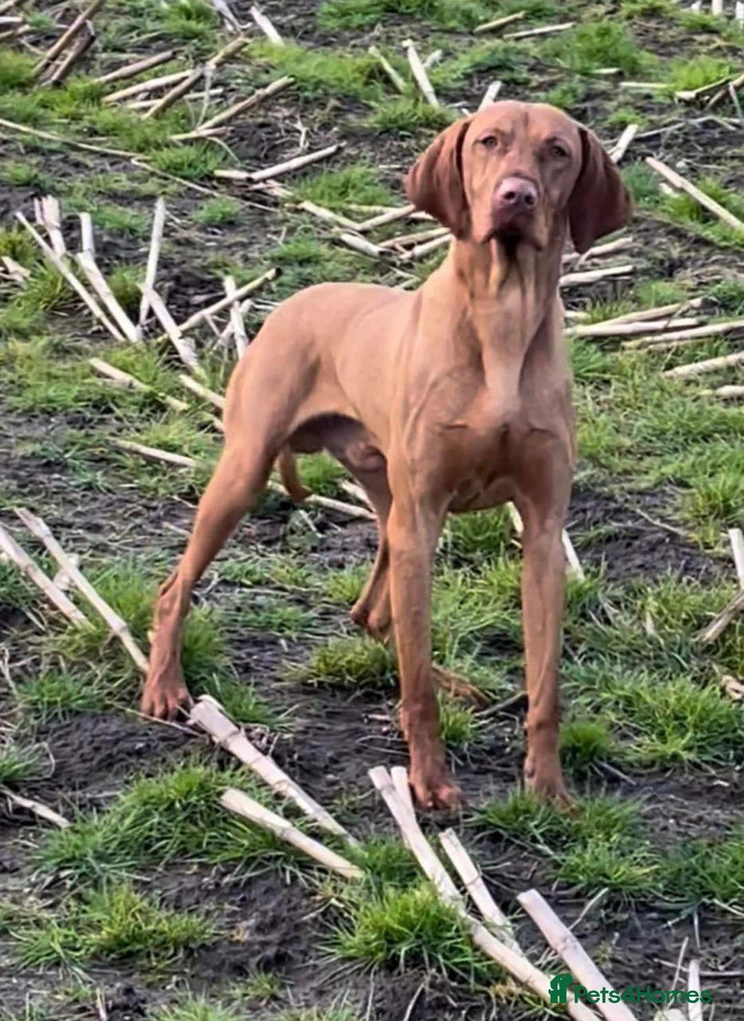 Hungarian Vizsla dogs for sale: TRUE HUNGARIAN VIZSLA PUPPIES  - Advert 2