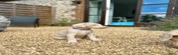 Dobermann dogs for sale: Exceptional White & Cream Doberman Puppies - Advert 27