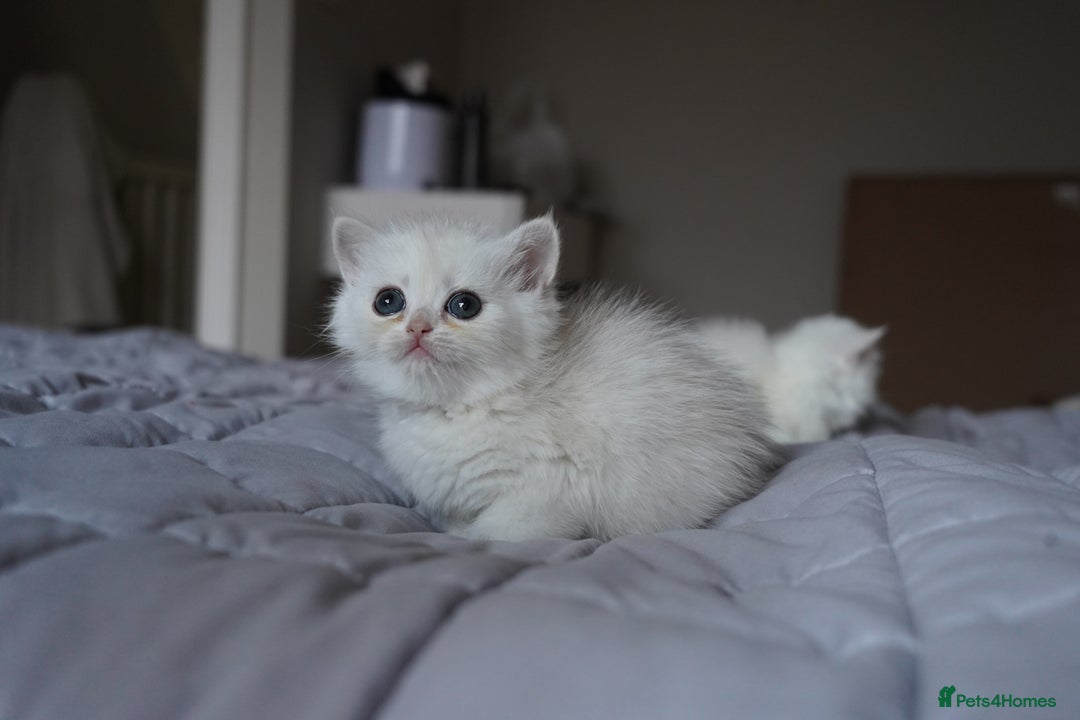 British Shorthair cats for sale: British Shorthair Chinchilla - Advert 5