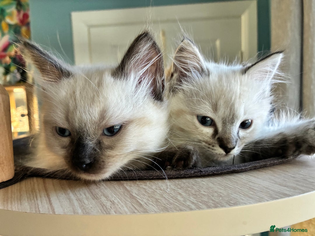 Ragdoll cats for sale: 4 Prebred Ragdolls kittens for sale - Image 17