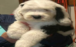 Sheepadoodle dogs for sale: unique midi sheepadoodle babies - Image 14
