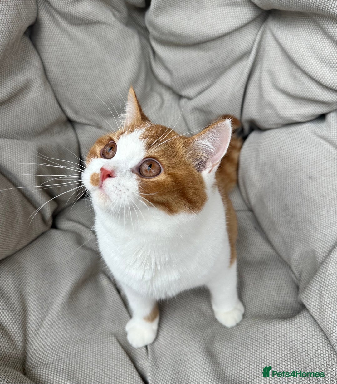 British Shorthair cats for sale: British Shorthair Chunky kittens - Image 11