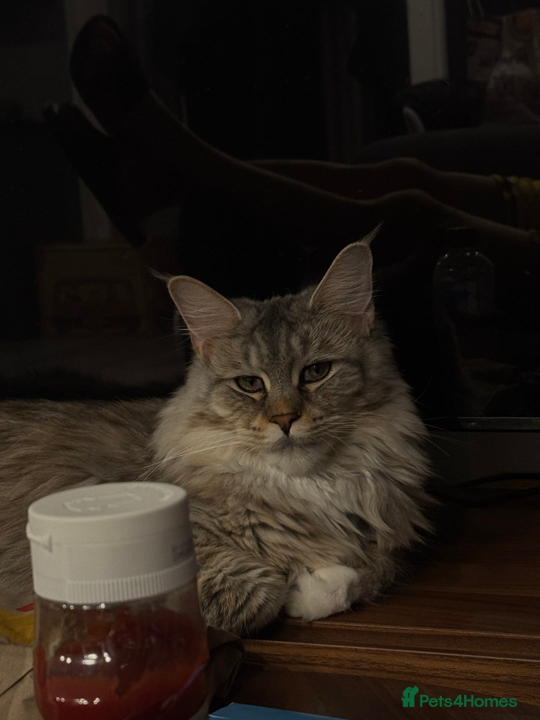 Maine Coon cats for sale: A year old Maine female cat looking for a new home - Advert 2