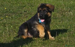 German Shepherd dogs for sale: Superb Female For Sale, World Class litter  - Image 2