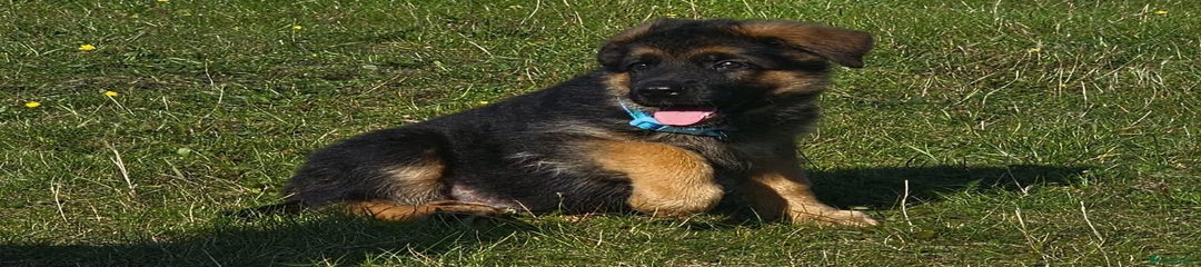 German Shepherd Puppy 1