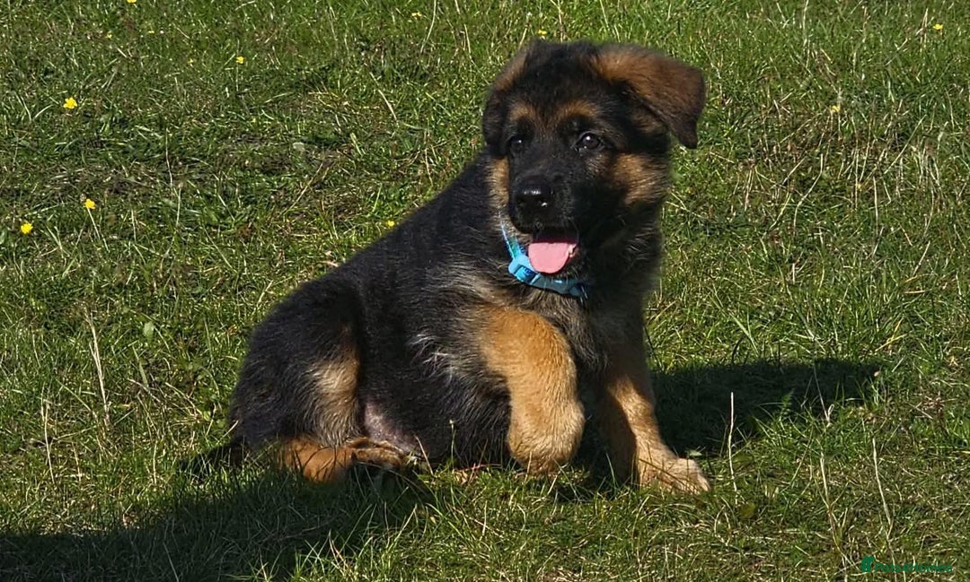 German Shepherd dogs for sale: Superb Female For Sale, World Class litter  - Image 2